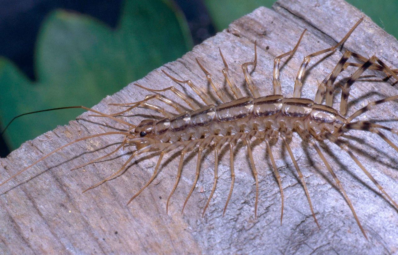 House Centipede Pest Control Tips - Pestguide.org