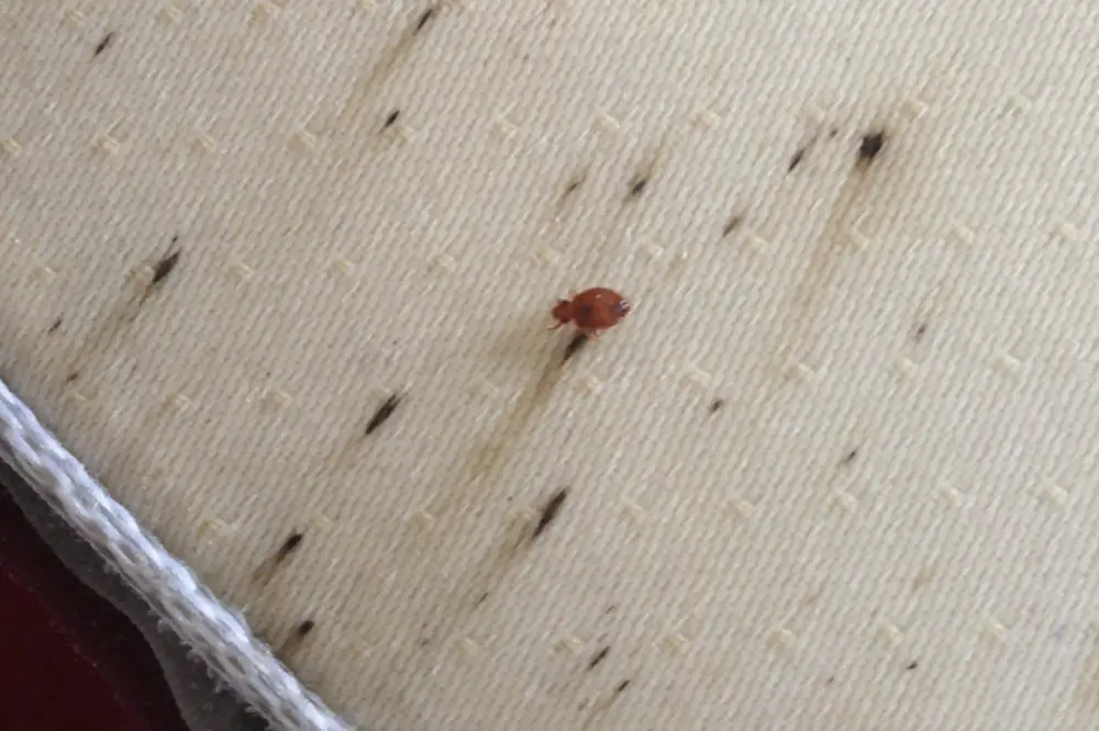 How To Find Bed Bugs 3710