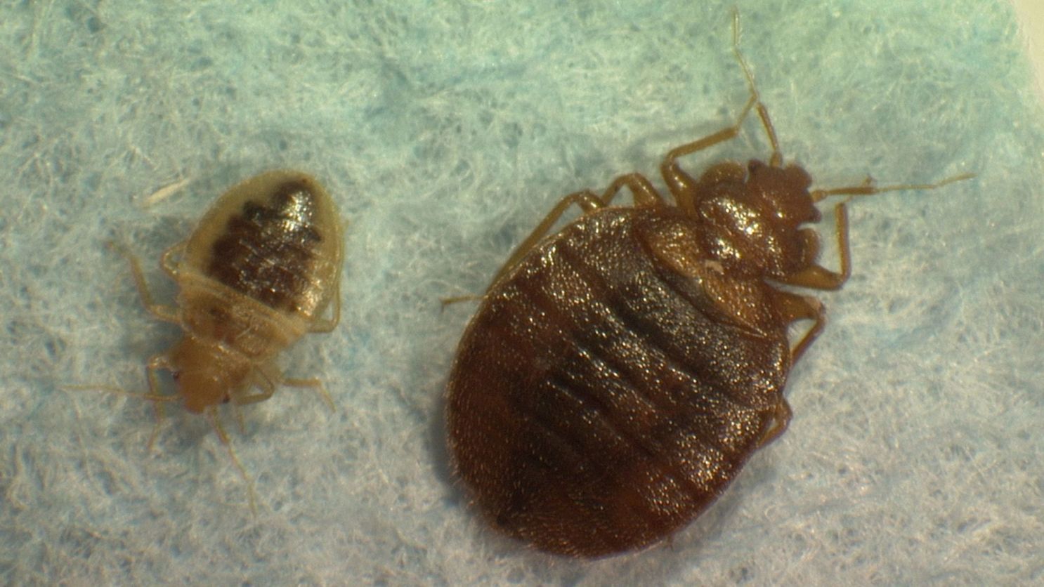 What Attracts Bed Bugs?