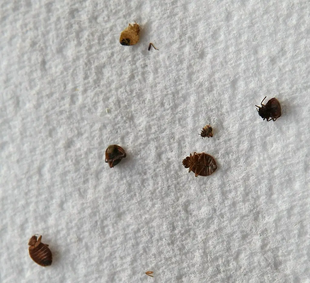 How Long Do Bed Bugs Live Pest Guide