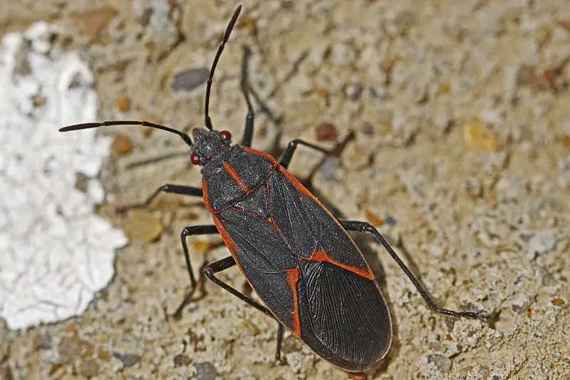 Box Elder Bug Information, Elimination & Control | PestGuide