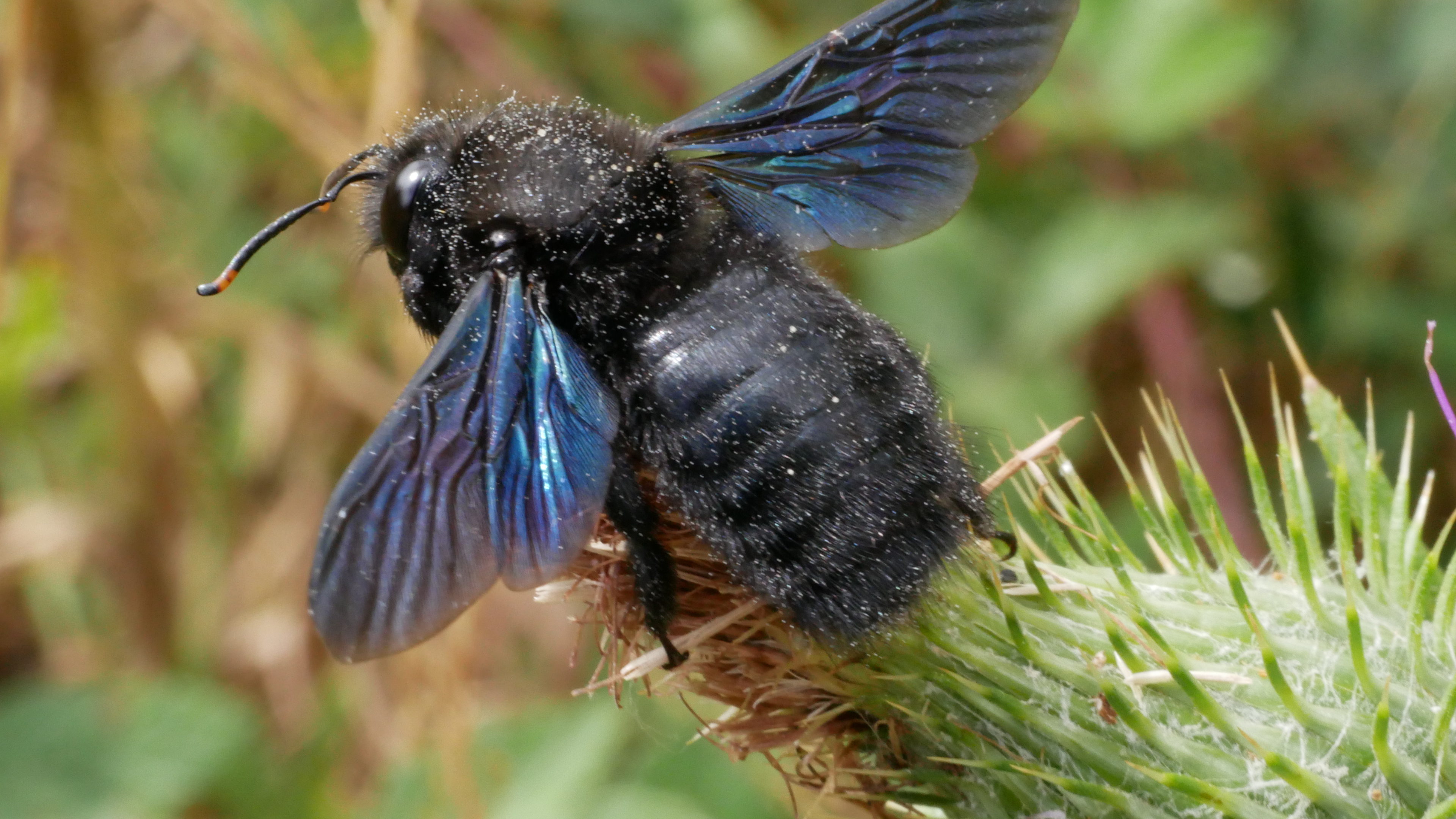 How To Identify And Deal With Carpenter Bees Pestguide Org