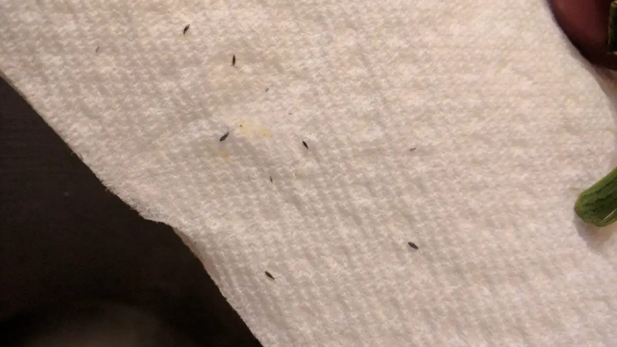 Tiny Black Bugs In Kitchen Pestguide Org