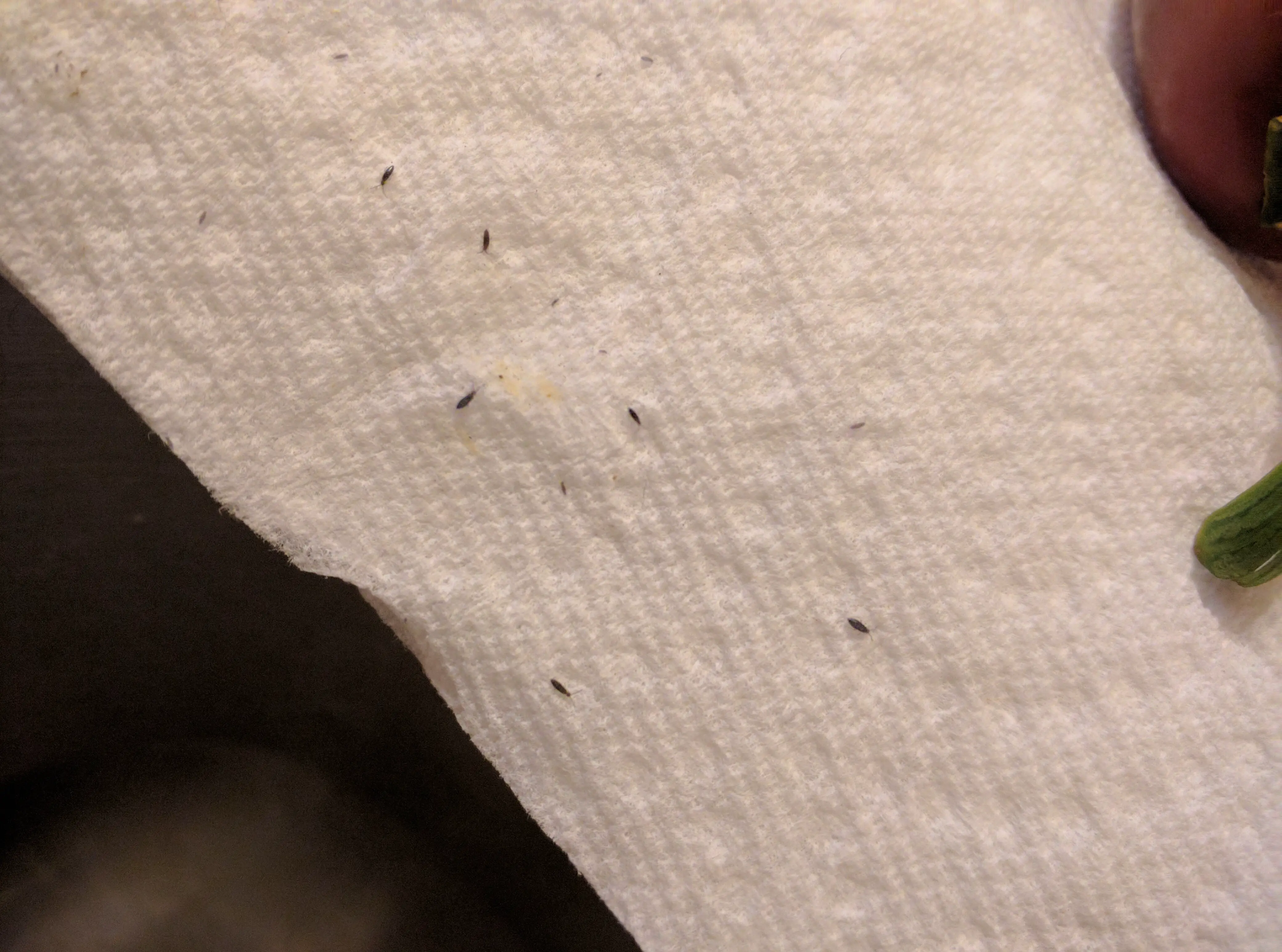 tiny black bugs in kitchen pestguide org