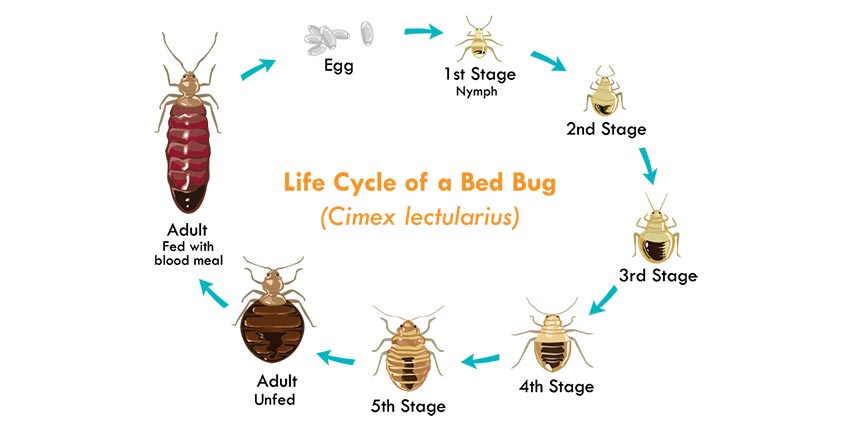 Bed Bug Life Cycle: Life Span And Expectancy Of Bed Bugs - PestGuide.org