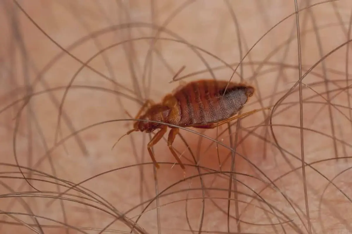 can bed bugs live in your pubic hair