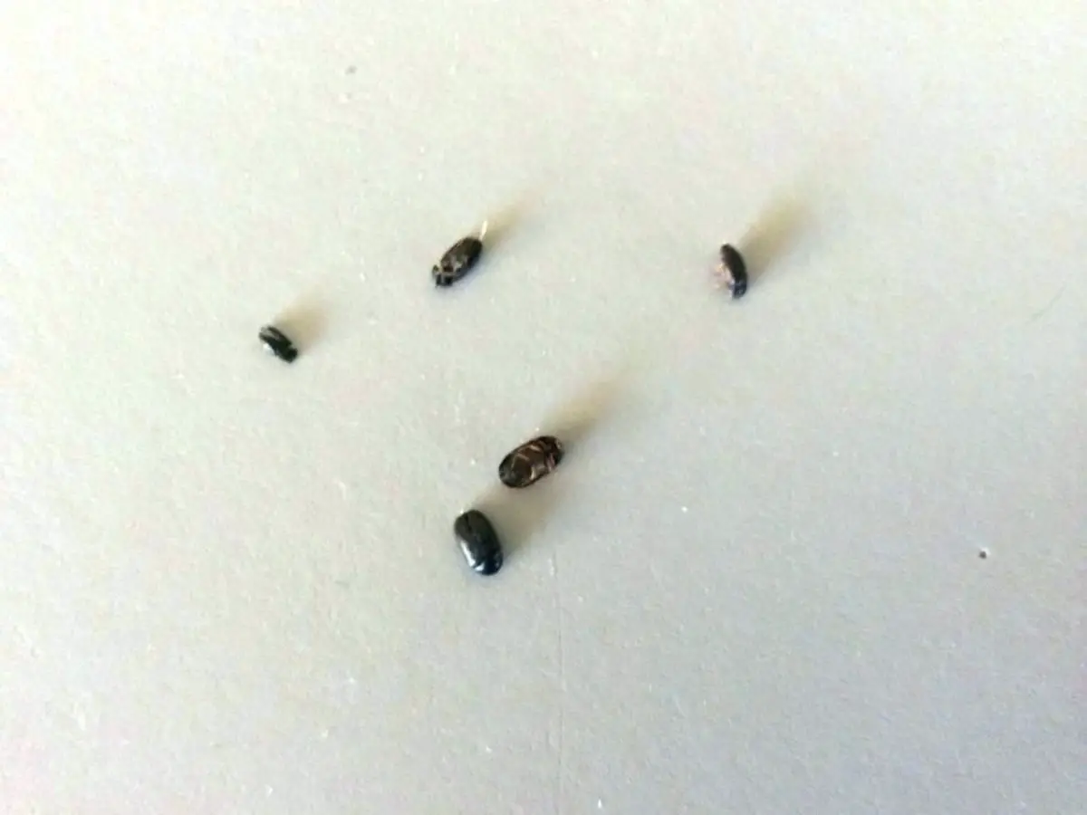 Small Black Bugs With Hard Shell, Tiny Black Bugs In The Kitchen Cabinet