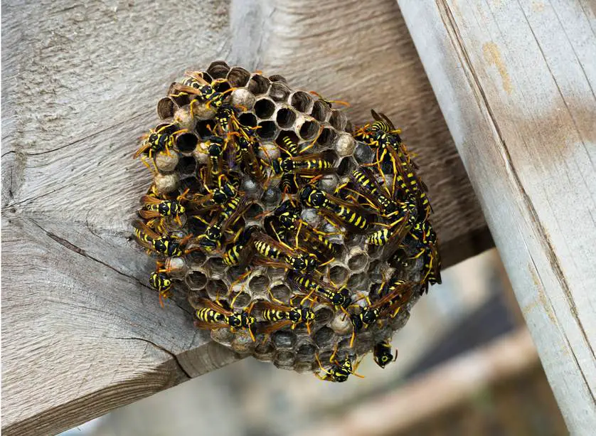 How to Identify Ground Wasp Nests - PestGuide.org