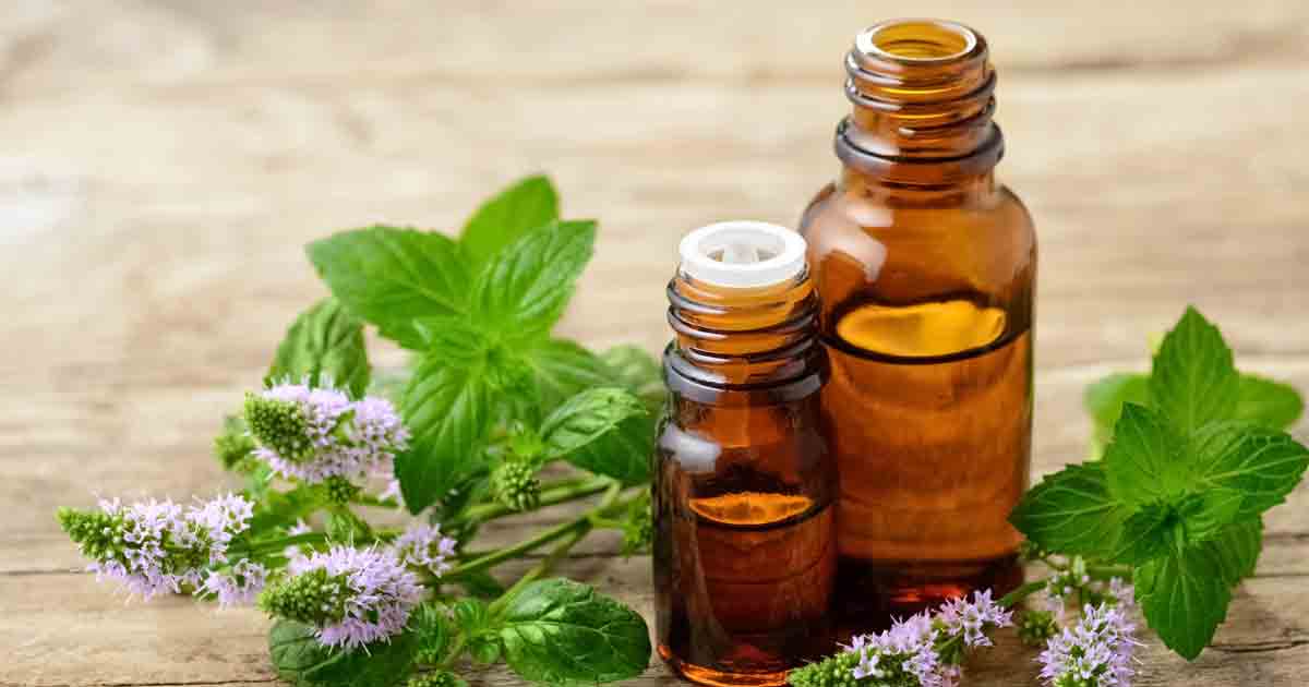 does-peppermint-oil-keep-spiders-away-pestguide