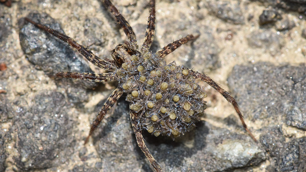 How To Get Rid Of Wolf Spiders In The House Ortho [ 976 x 1280 Pixel ]