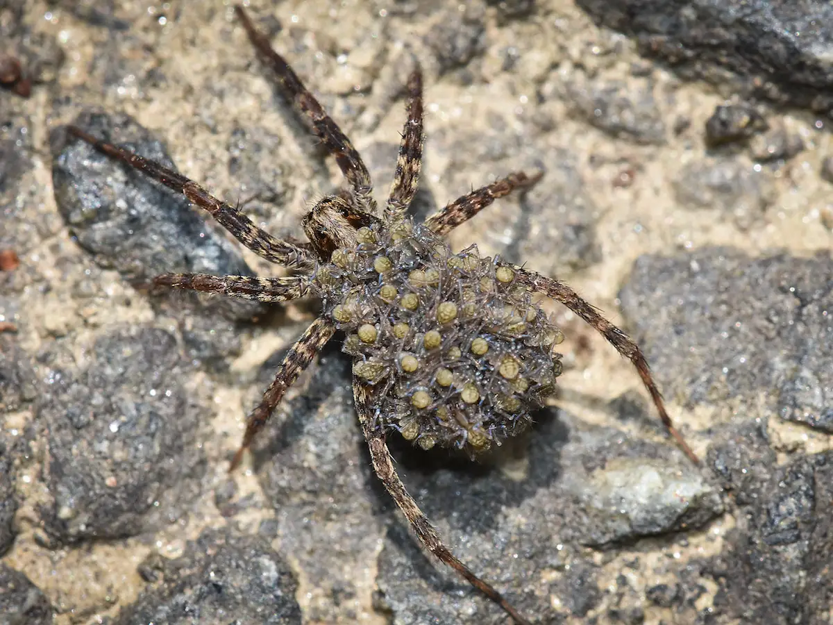 wolf spider with spiderlings
