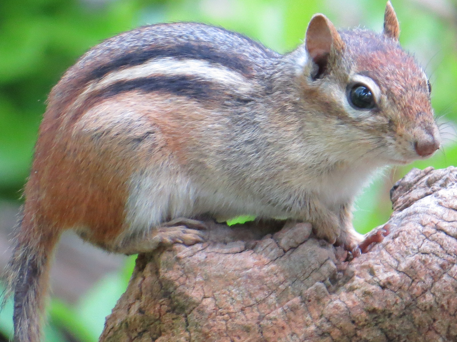 Tips to Get Rid of Chipmunks at Home | Pest Guide