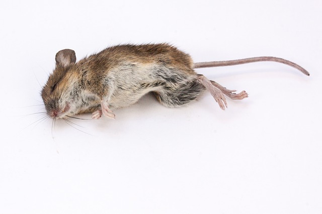 What is Mouse Poison? - PestGuide.org