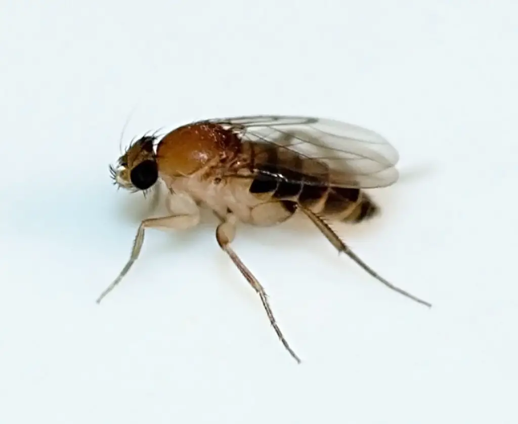 phorid-flies-pest-guide