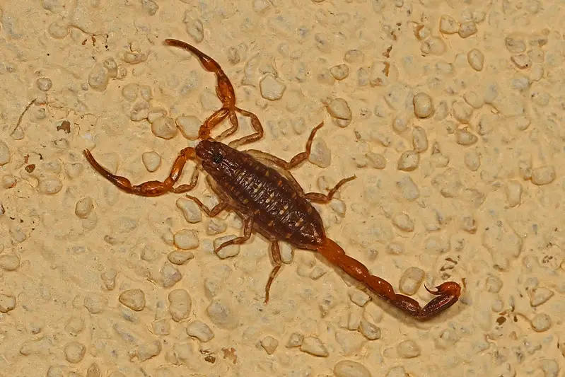 Types Of Florida Scorpions And How To Get Rid Of Them - Gambaran