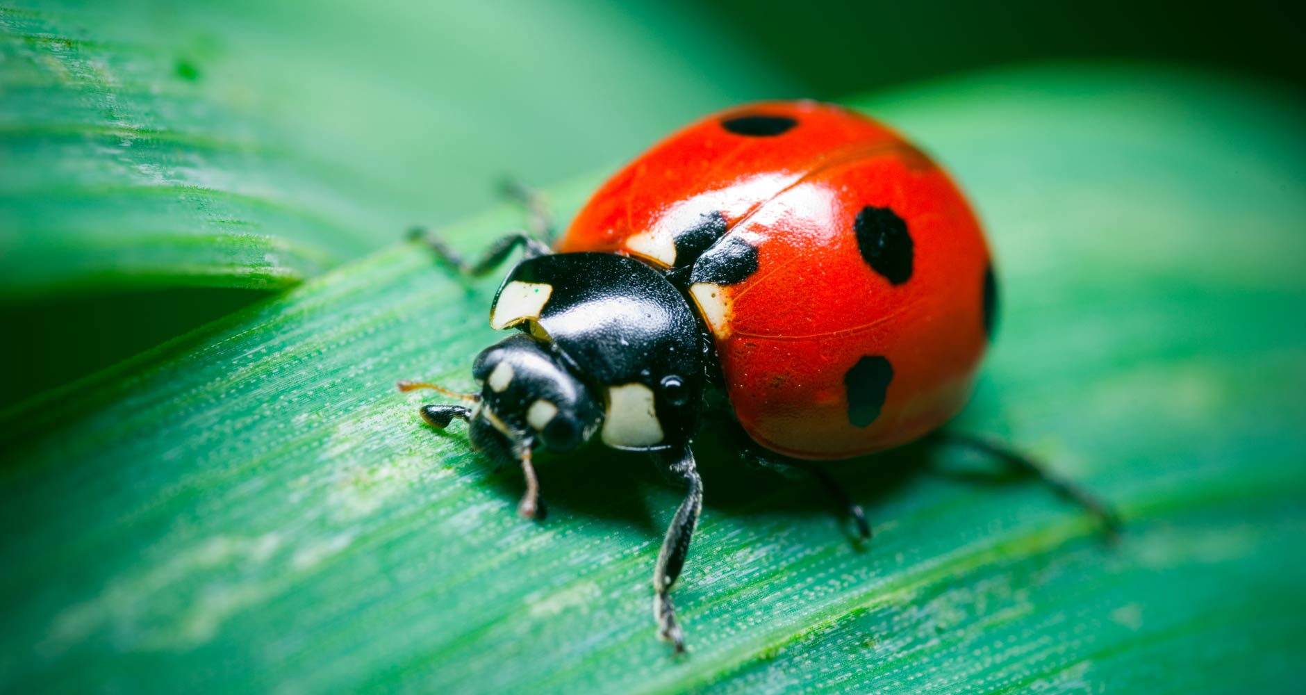 What Is The Proper Name For A Ladybird