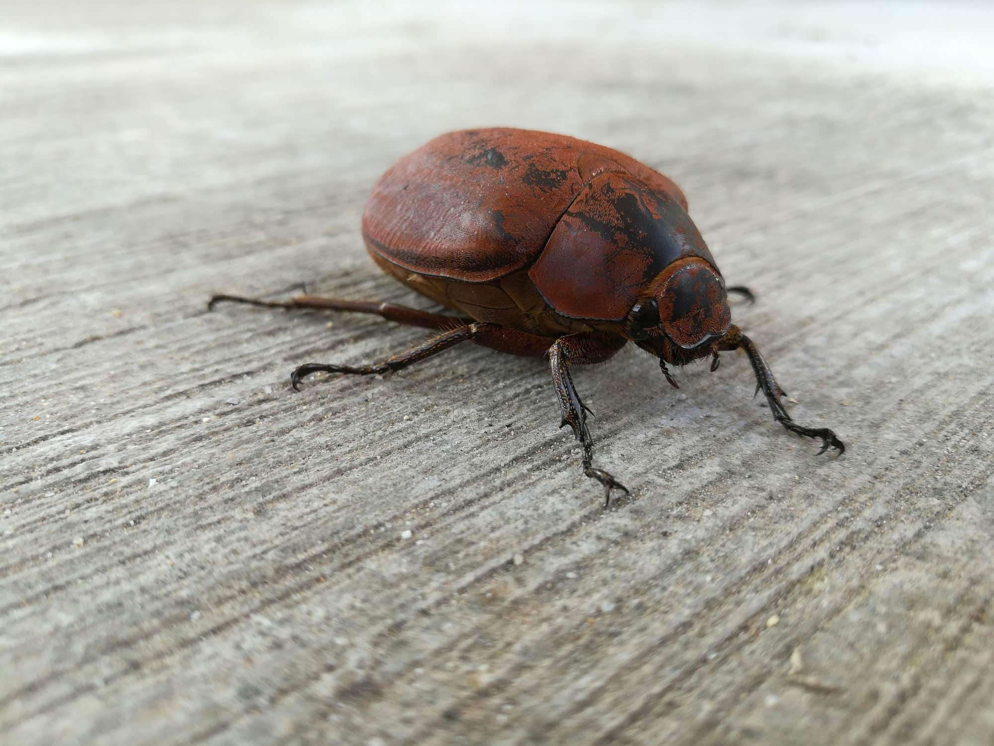 How to Get Rid of June Bugs Pest Guide