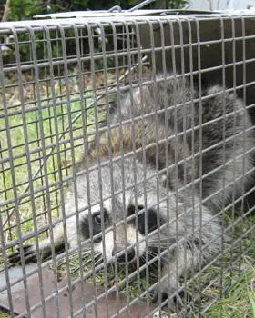 6 Best Raccoon Traps and Cages - PestGuide.org