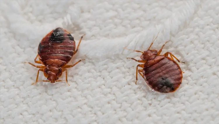 what-are-the-different-types-of-bed-bugs-pestguide