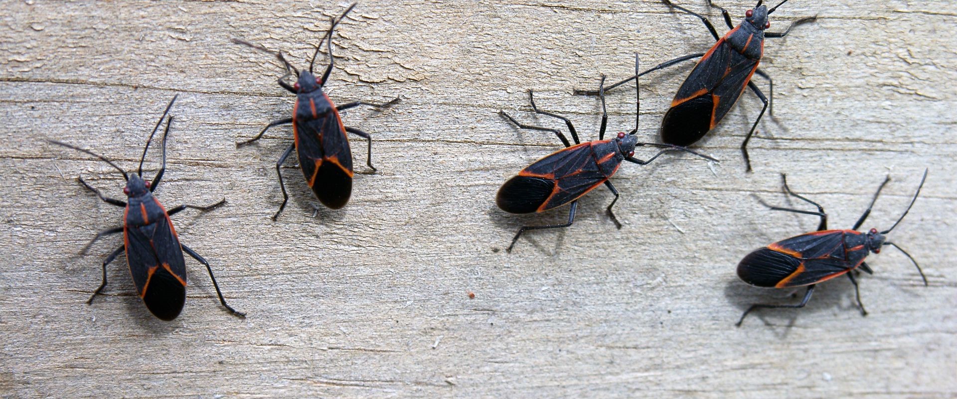 How To Get Rid Of Boxelder Bugs – The Easy Way! - PestGuide.org