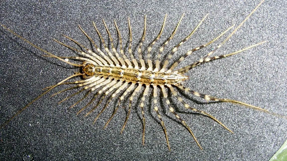 centipede bite