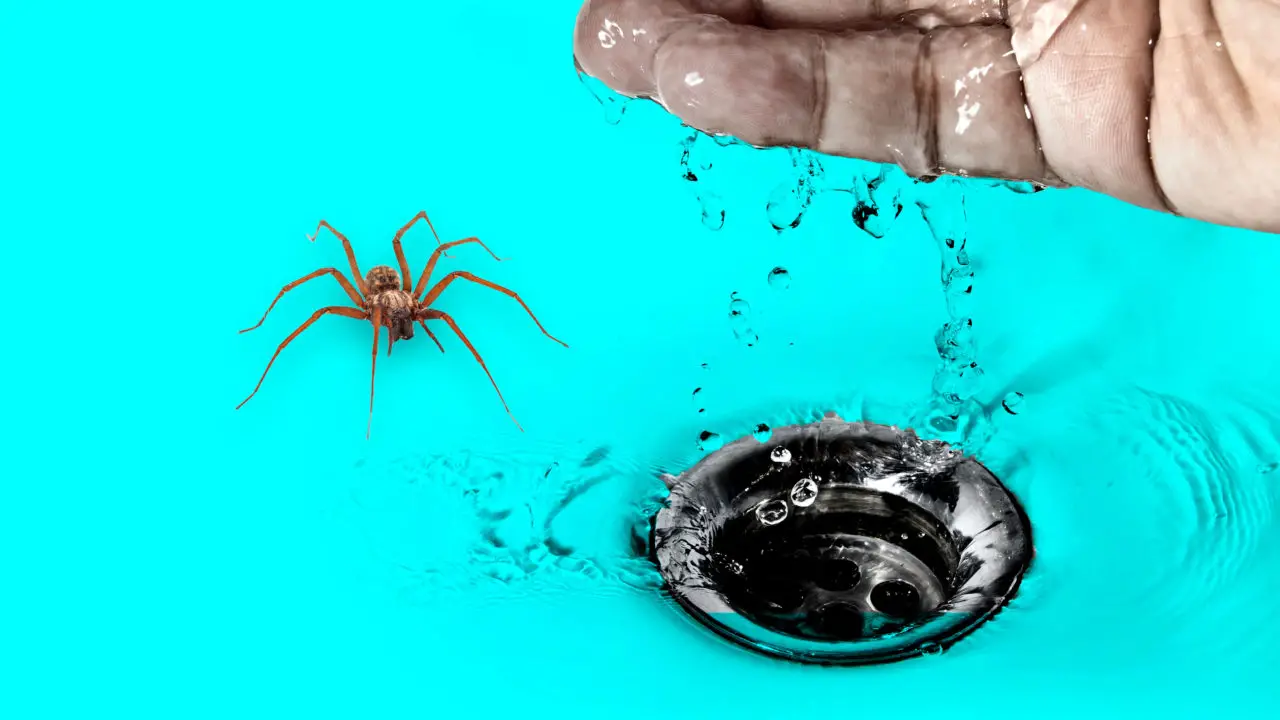 Does Bleach Kill Spiders?