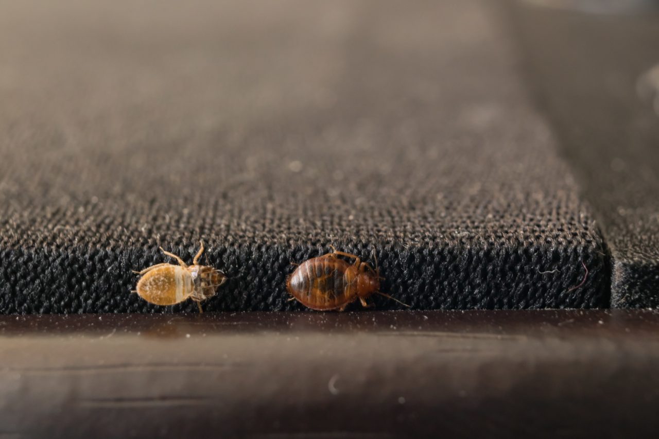 How Easily Do Bed Bugs Transfer – How Fast Do Bed Bugs Spread ...