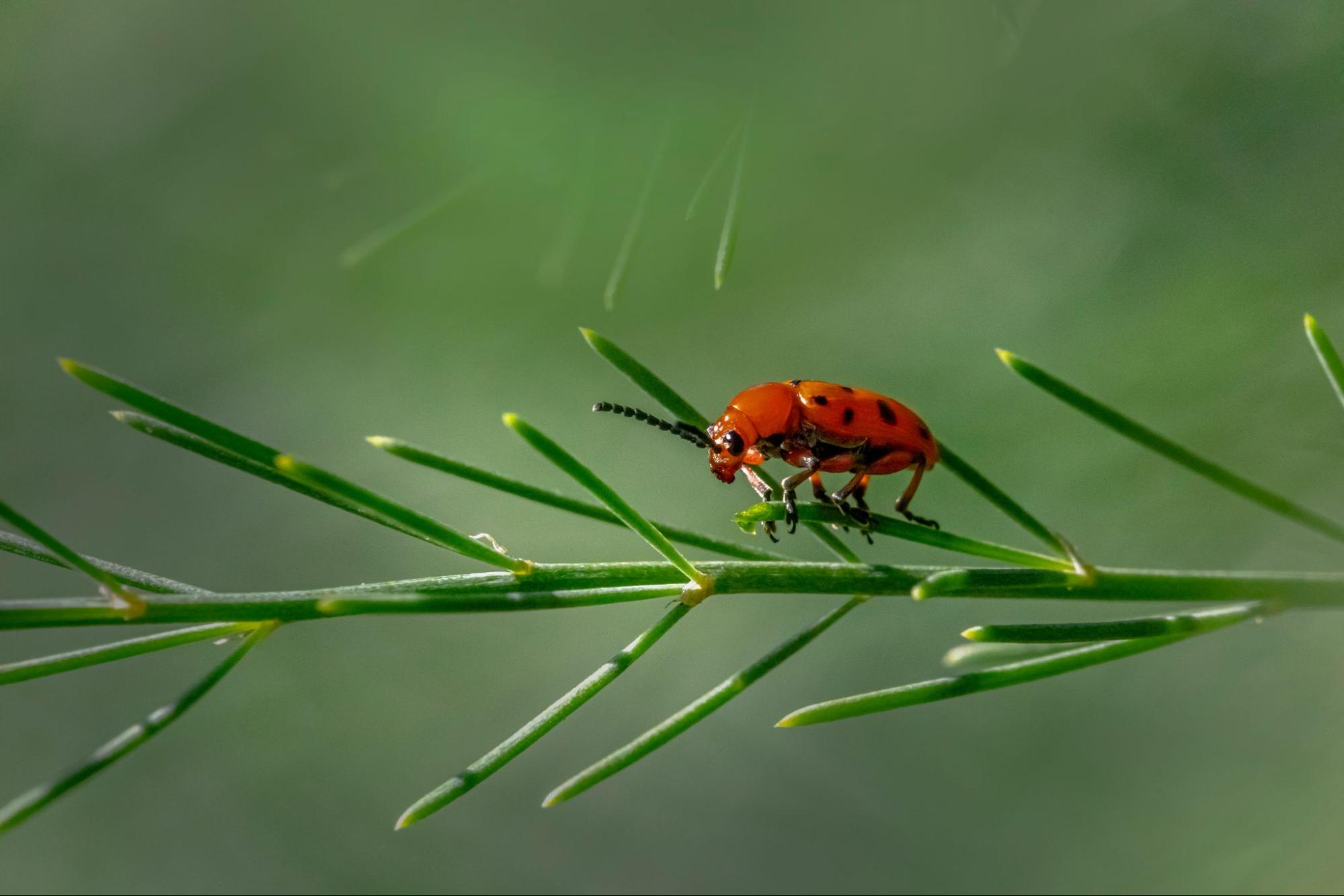 Qatar Enature Asperulus Beetle